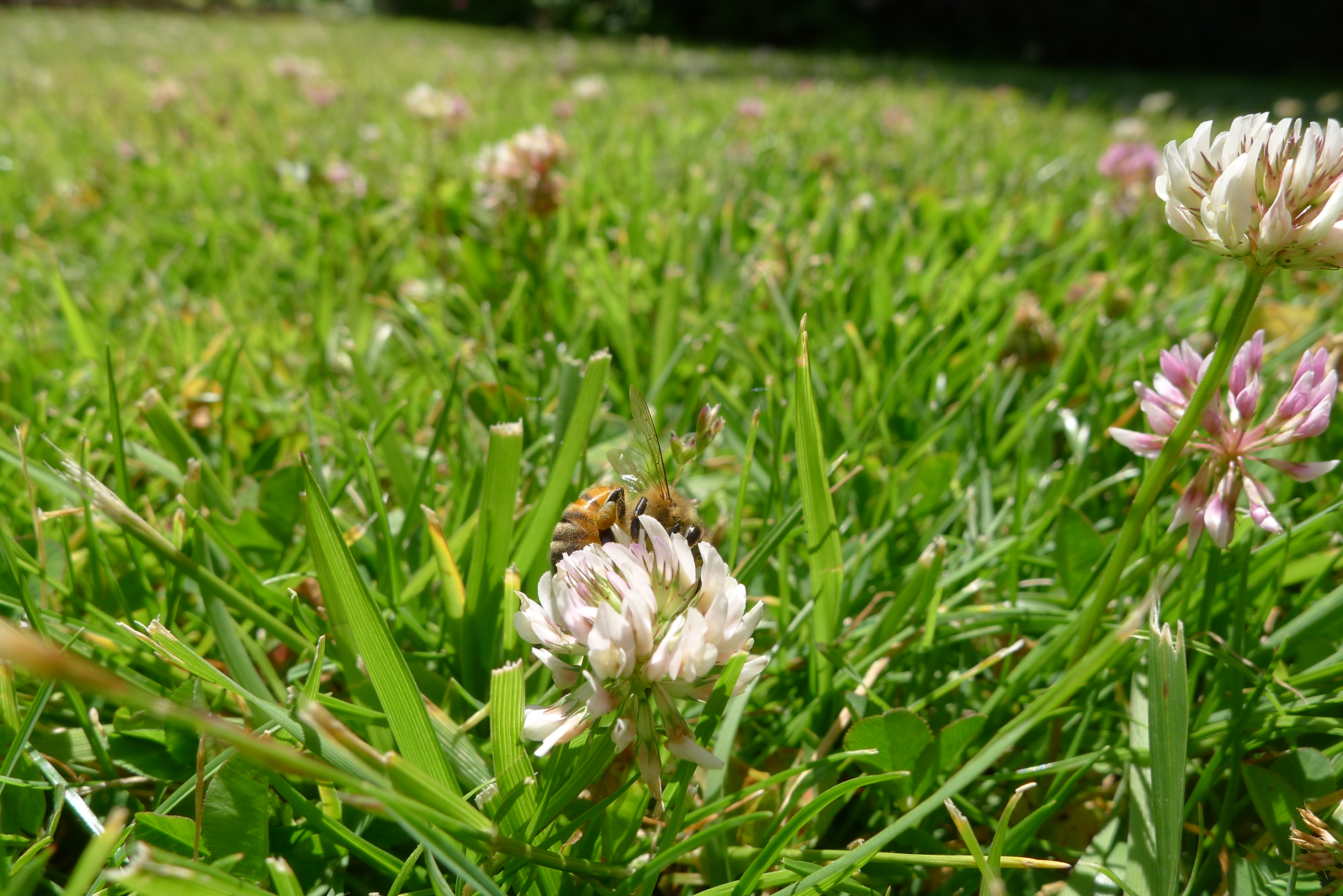 Bee in the clover.