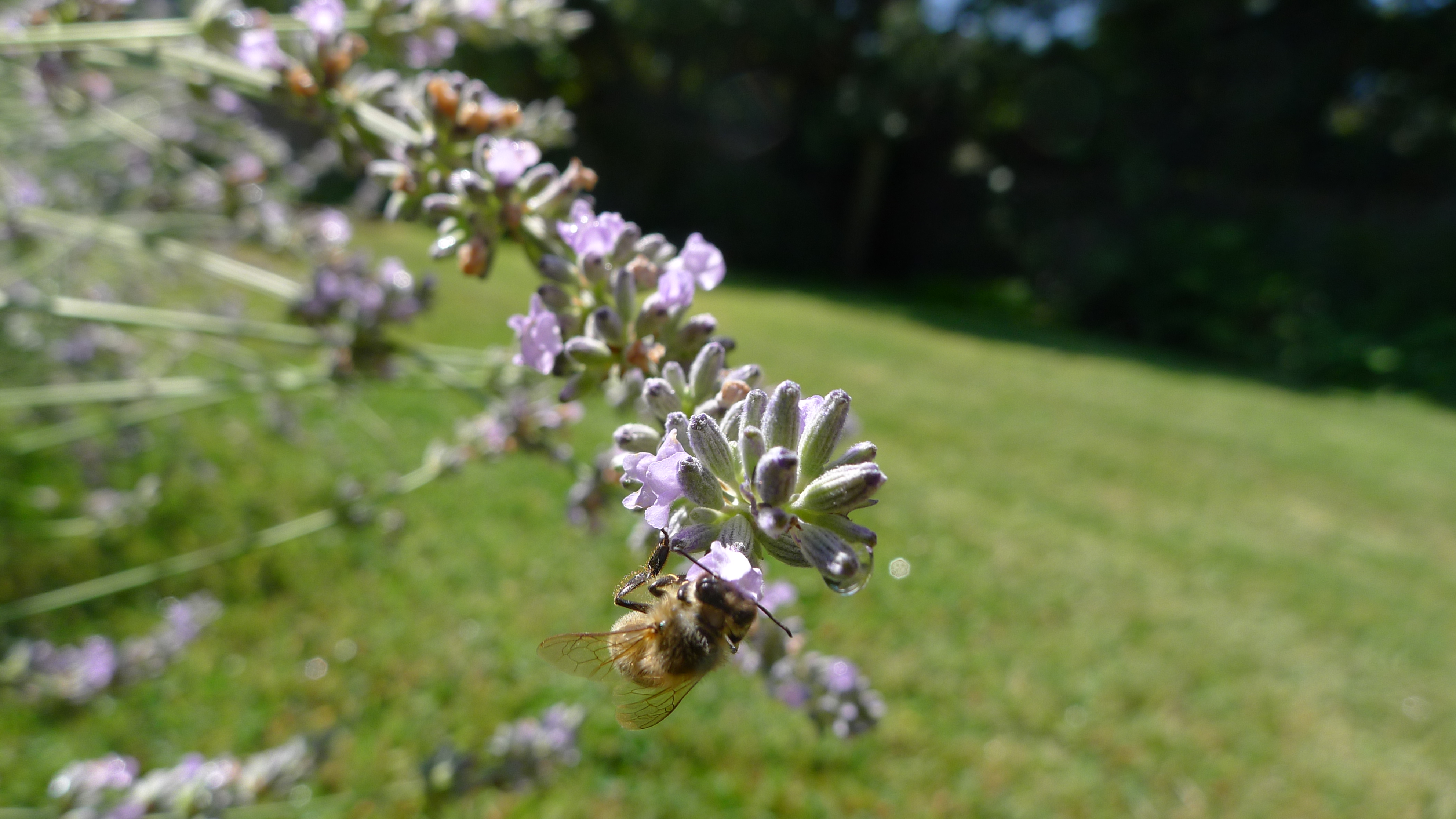 A Bee in the Lavender